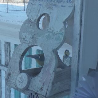 Столовая для птиц открыта