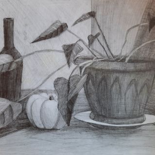 Комнатное растение