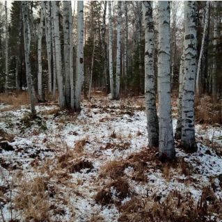 Берёзовая роща