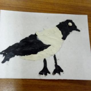 Сорока белобока