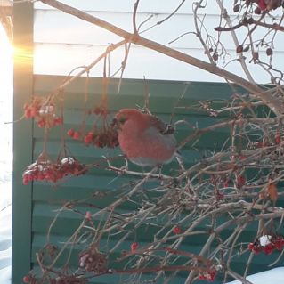 Редкий гость