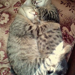 Дружба на веки