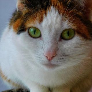 Трёхцветное чудо