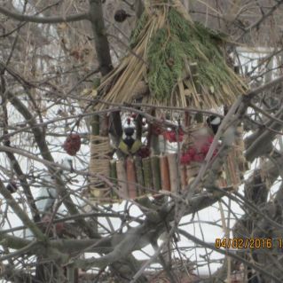 Фотография "Птицы - наши друзья"
