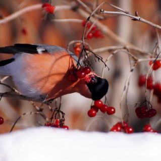 День снегиря