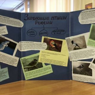 "Зимующие птицы России"