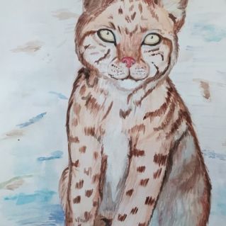 Забайкальская рысь