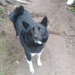 "Мой верный друг, Карай!"