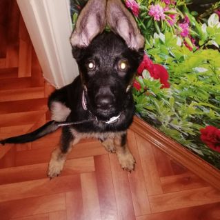 Моя собака - Джесси