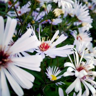 Деревенская весенняя нежность