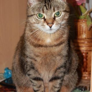 Мой питомец