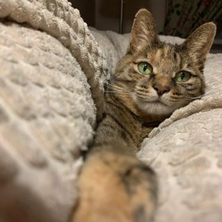 Кошка Синди