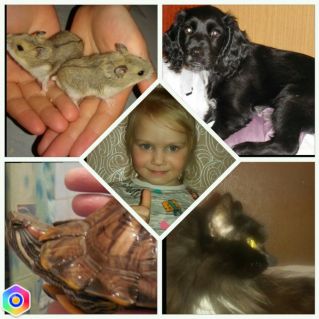 Мои питомцы