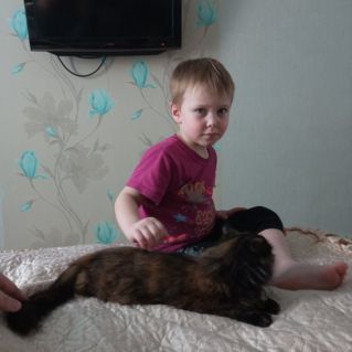 Кошка Ириска