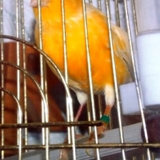 Мой кенар Феликс