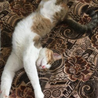 Домашний любимец