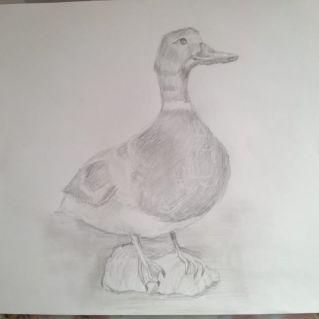 Утка, рисунок карандашом
