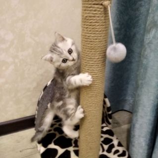 Мой котенок