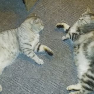 Мои друзья - Коржик и Компот