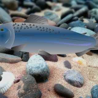 Чавыча в природе