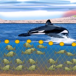 Промысловая добыча кеты