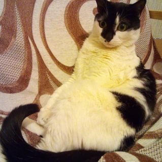 Кошка сидит в кресле