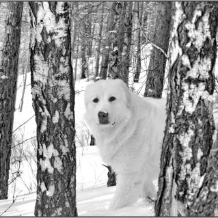 Хозяин леса