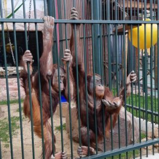 Смешные обезьянки