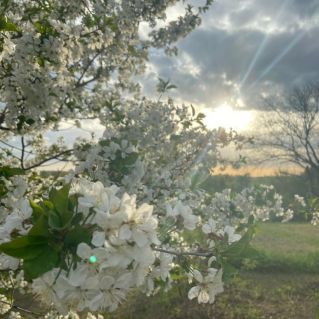 Цветущая планета