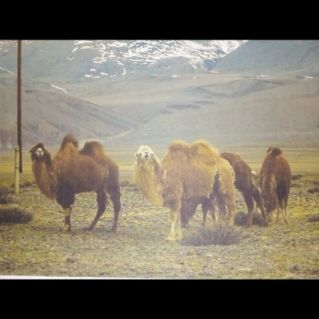 Мое любимое животное