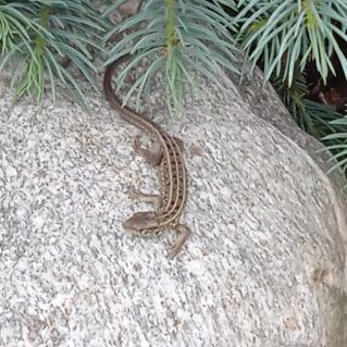 Дорог каждый камушек