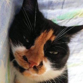 "Милее кошки друга нет"