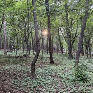 «Солнечные лучики в Непейцевском дендропарке»