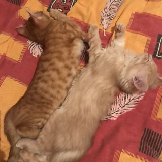 Хвостик и Муся