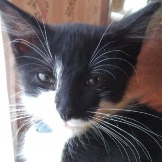 Милашка Соня