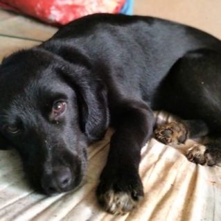 Мой друг Мишка