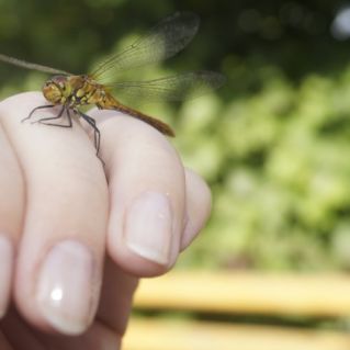 Стрекоза-красотка