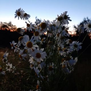 "Ромашковая Русь"