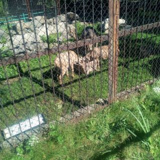 Отдых верблюда