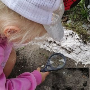 Лесной клоп