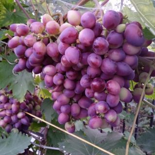 Гроздь винограда