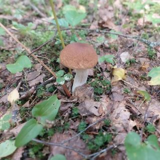 "Царь грибов"