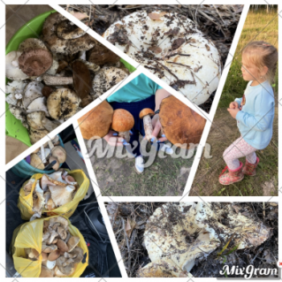 Грибной урожай!