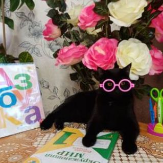 Ученый кот.