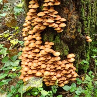 Опята-дружные ребята