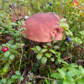 ,,Грибная полянка,,