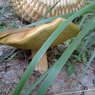 Дары природы