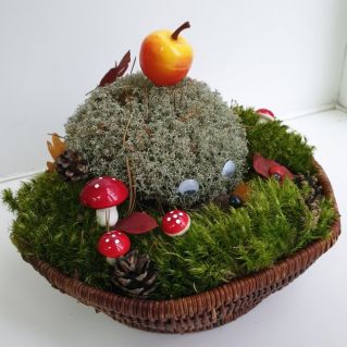 "Грибная полянка"