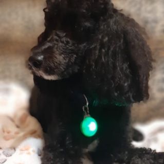 Мой любимчик