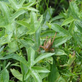 "В траве сидел кузнечик, зелененький он был"
